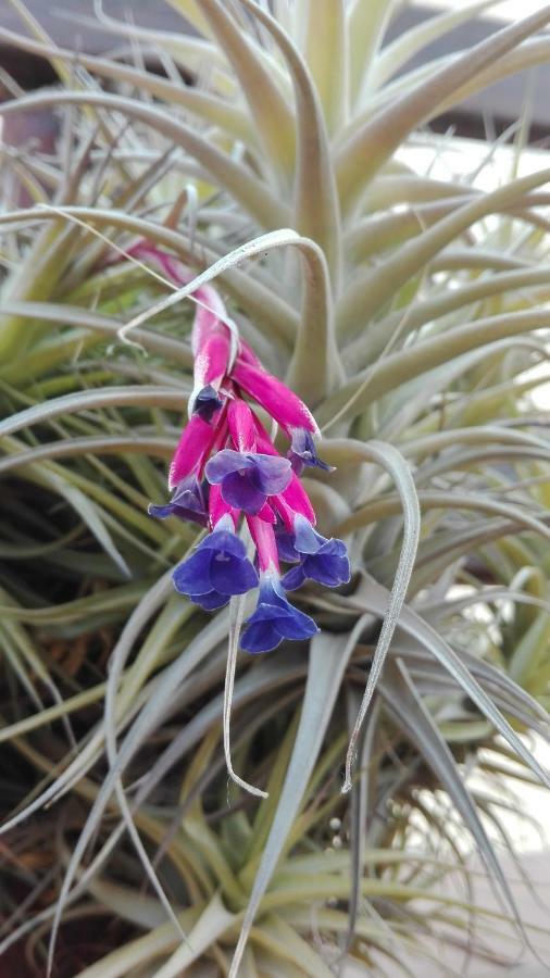 Finca Patio Canario Arona  Ngoại thất bức ảnh