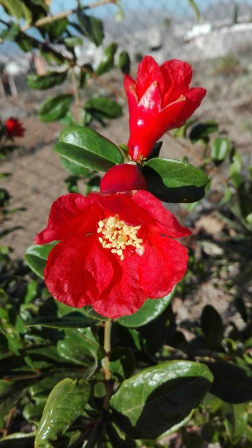 Finca Patio Canario Arona  Ngoại thất bức ảnh